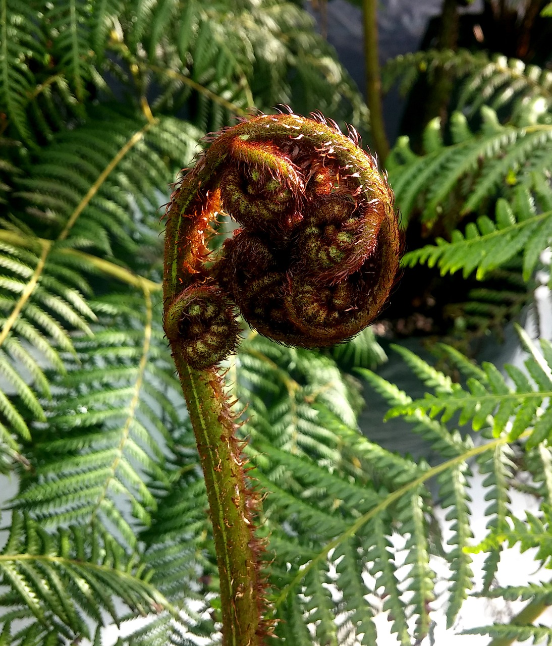 fern ferns new zealand free photo