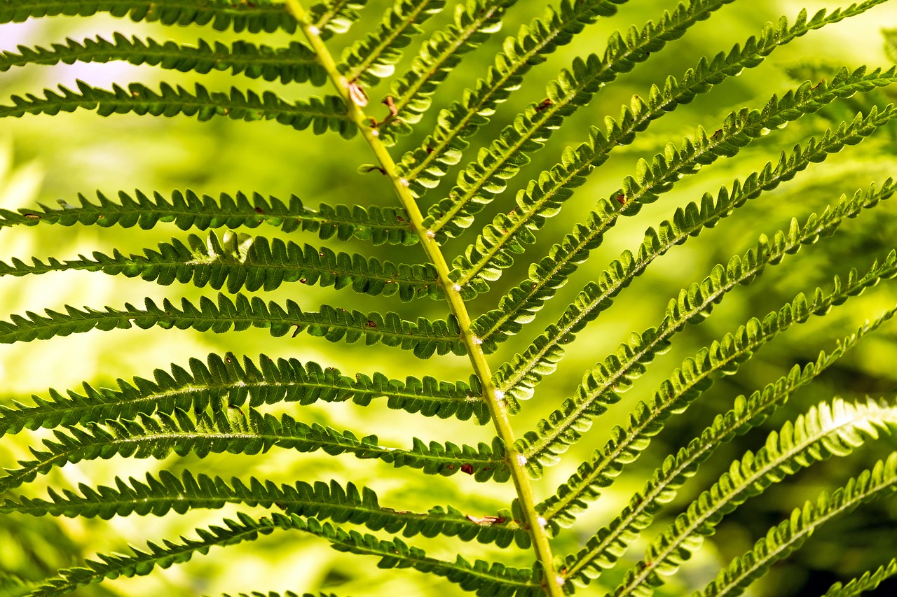 fern green fern plant free photo