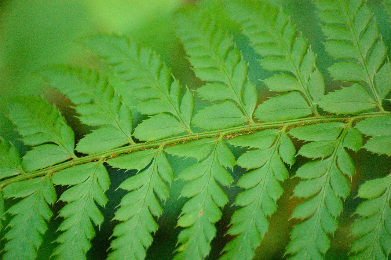 fern plant green free photo