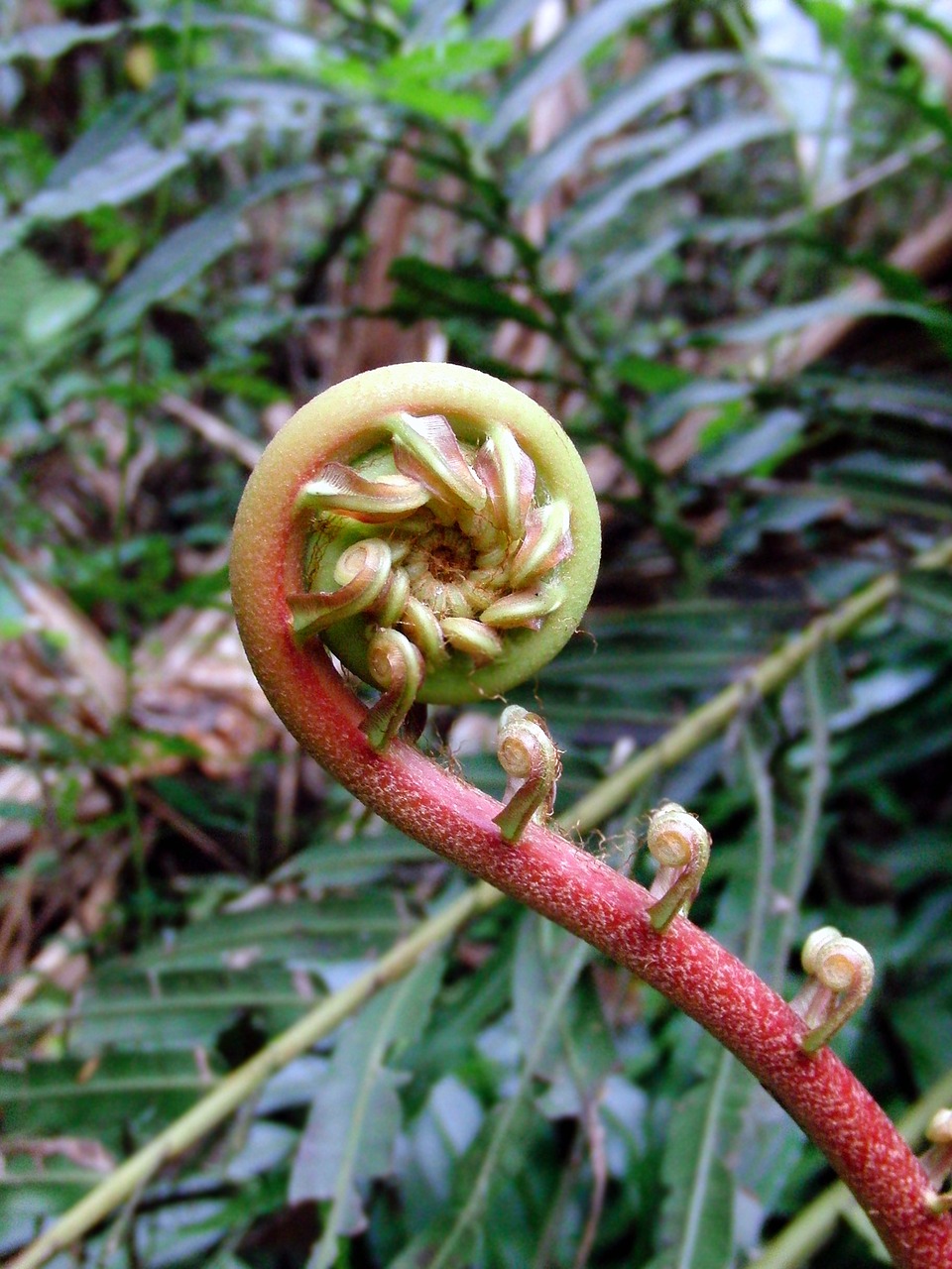 fern the sprout of fern spring free photo