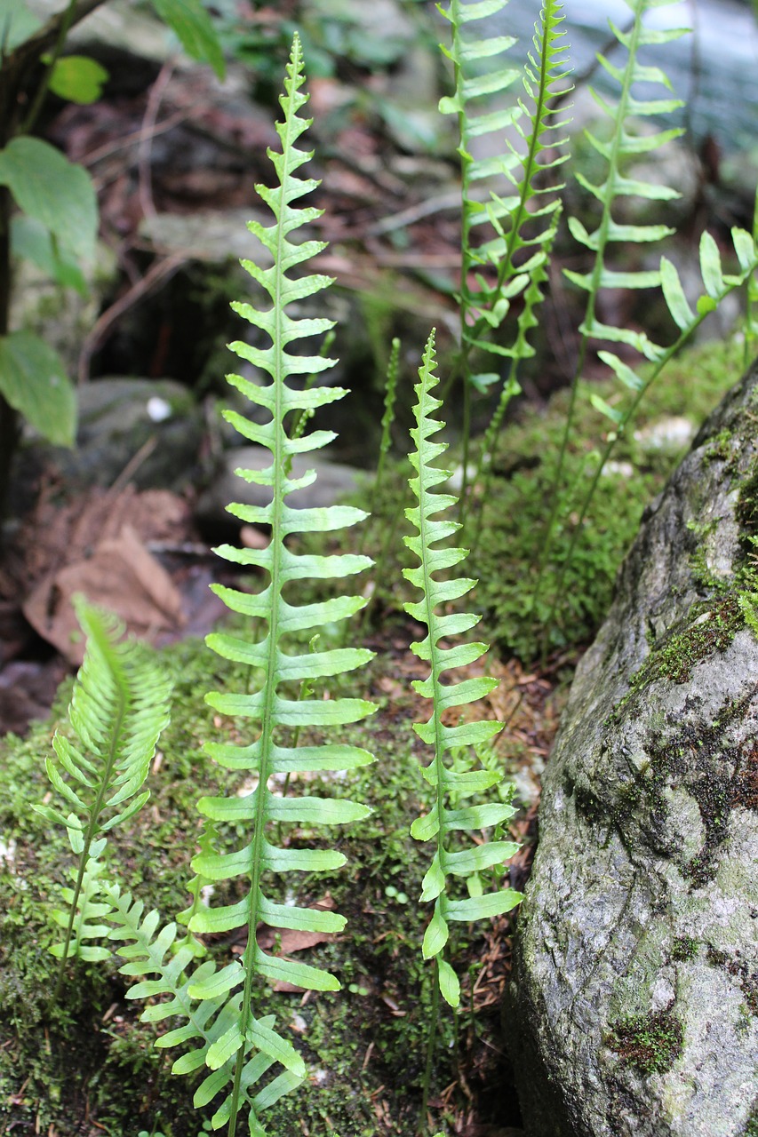 fern nature plants free photo