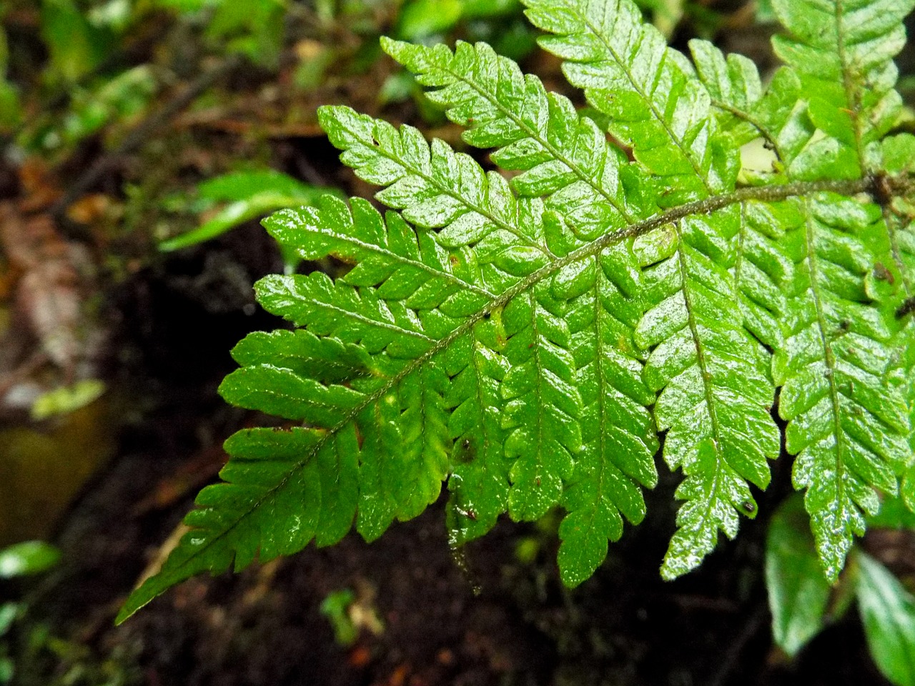 fern plant jungle free photo