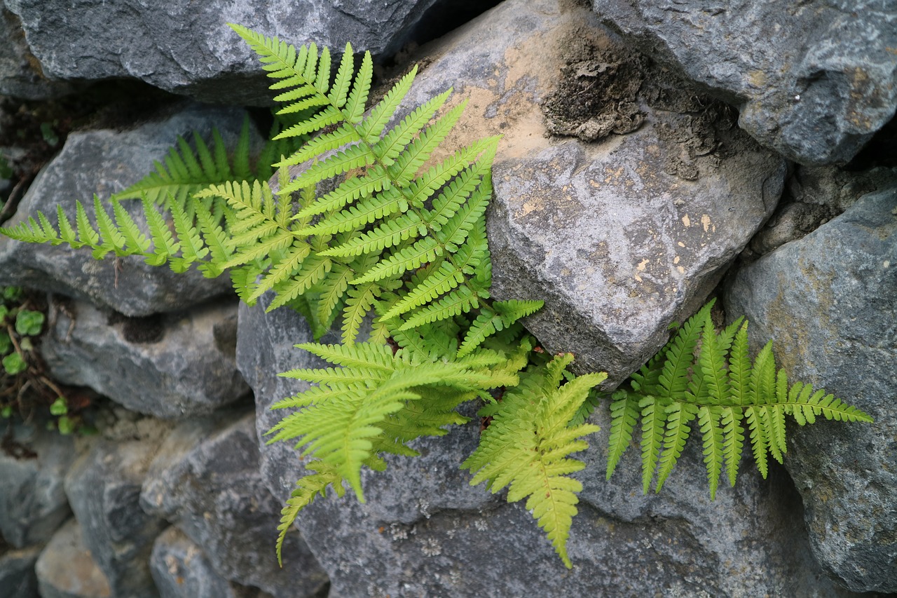 fern wall stone free photo