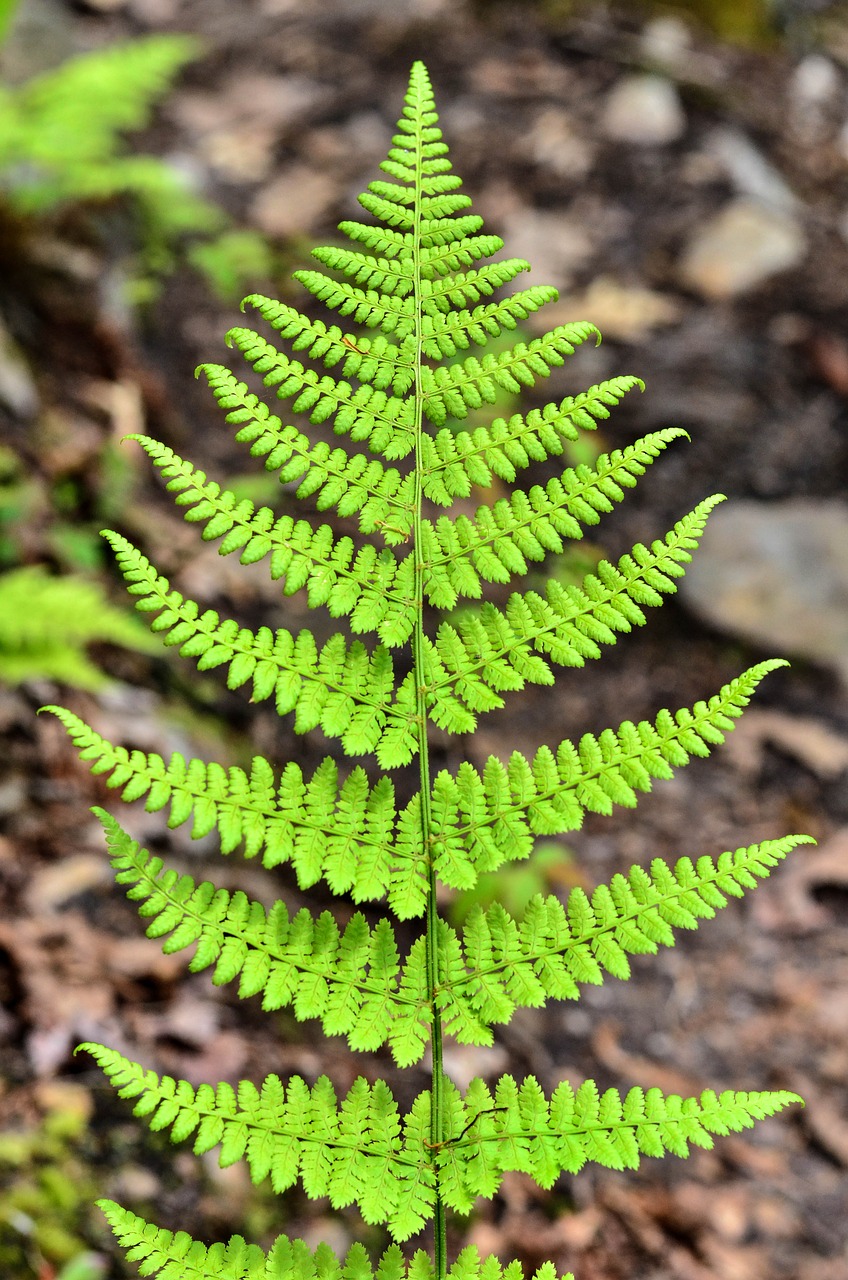 fern plant natural free photo