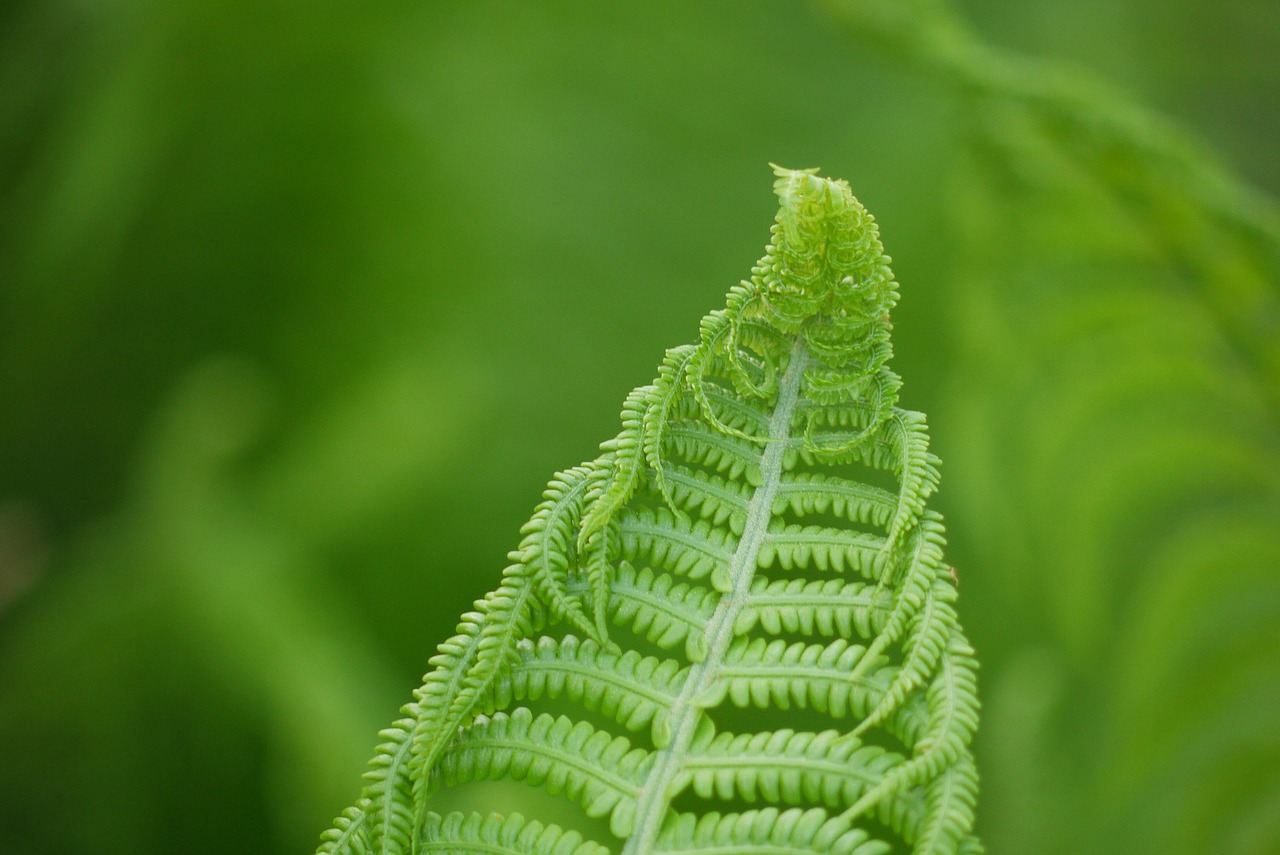 fern green free pictures free photo