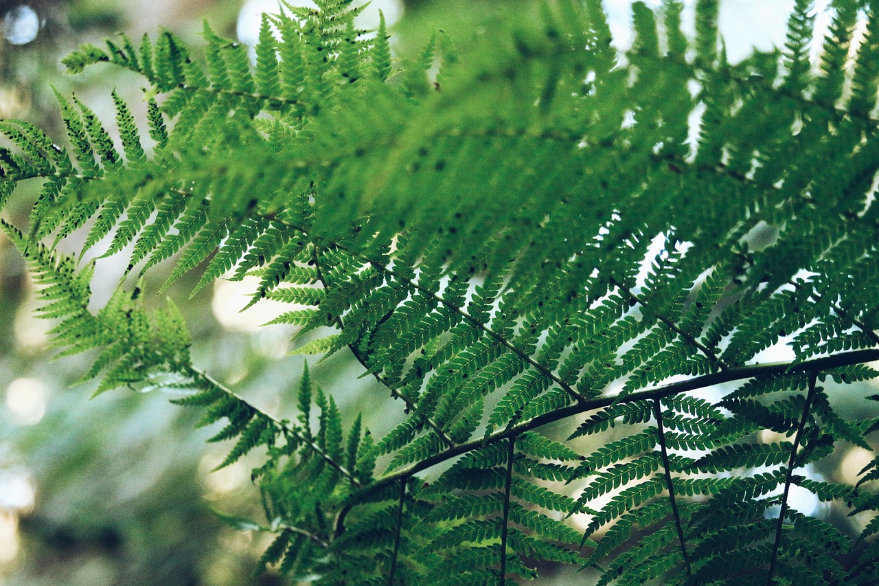 fern green leaf free photo