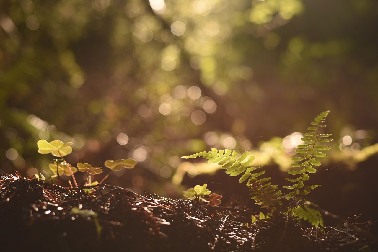 fern green leaf free photo