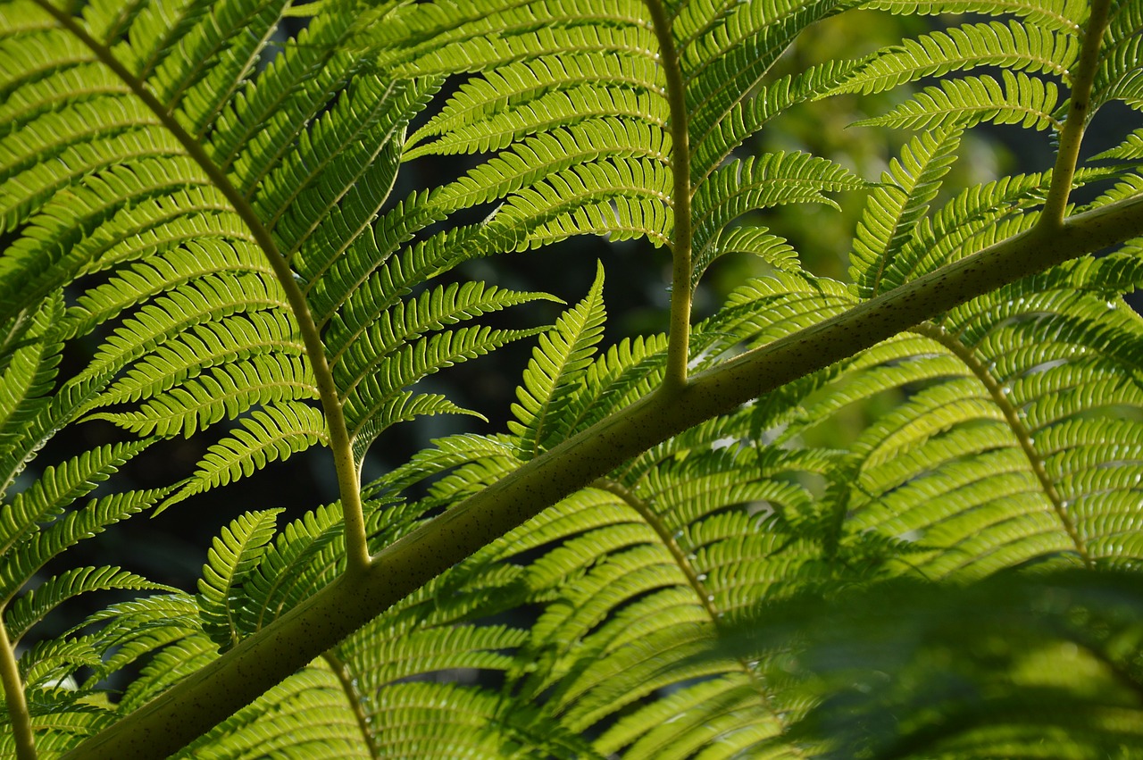 fern leaves branch free photo