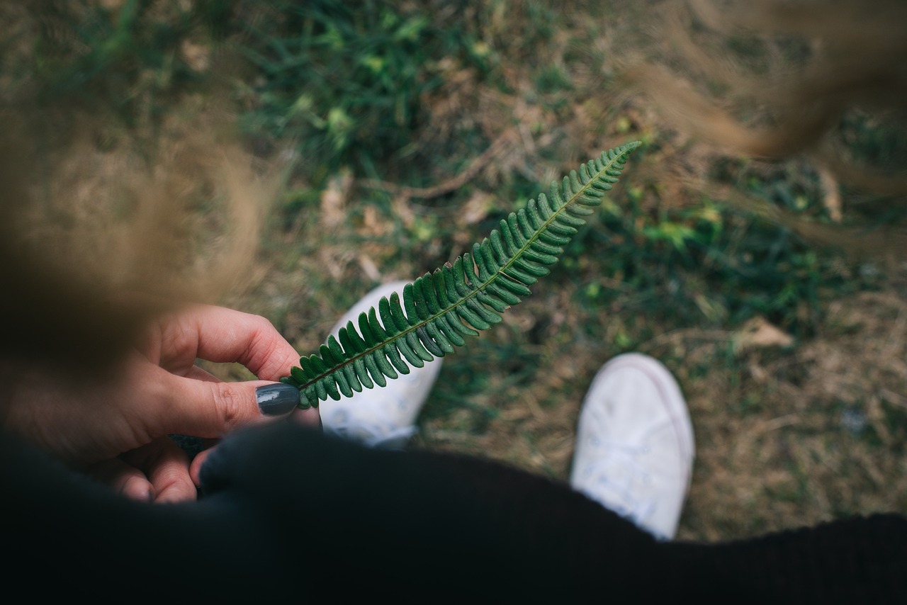 fern green leaf free photo