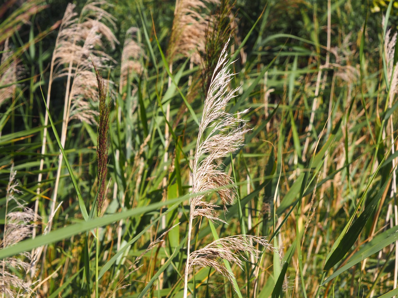 fern wind summer free photo