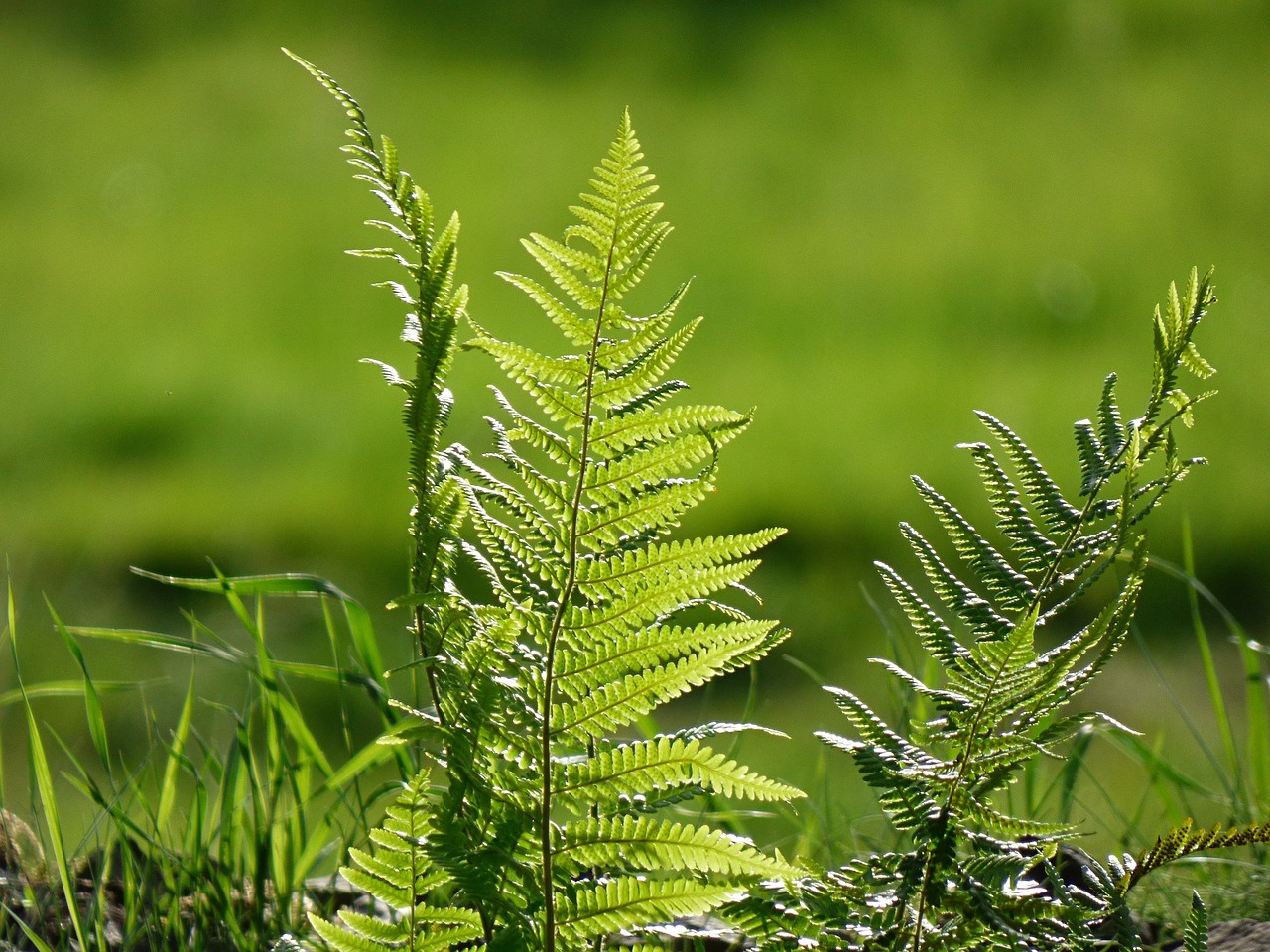 fern nature green free photo