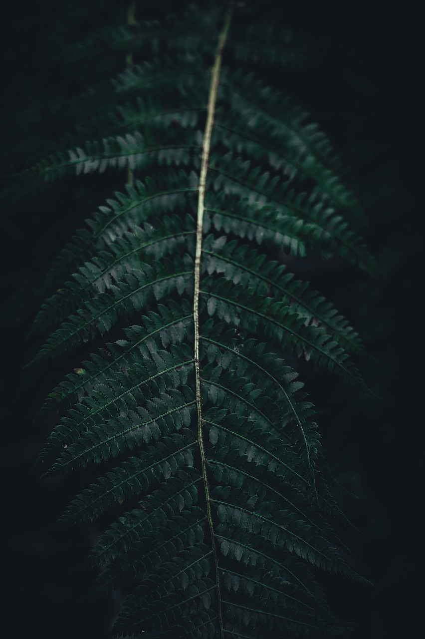 fern green leaf free photo
