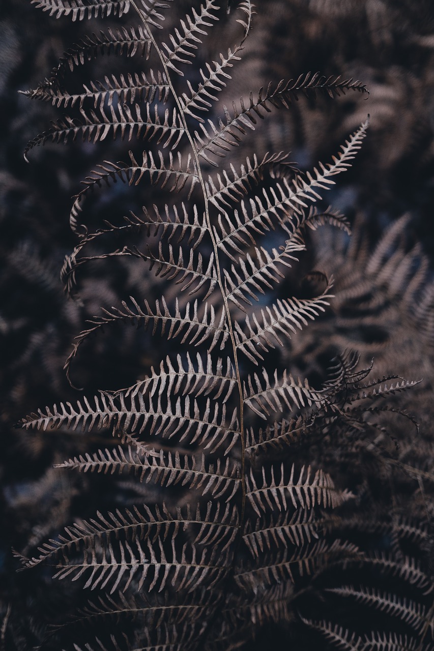 fern leaf plant free photo