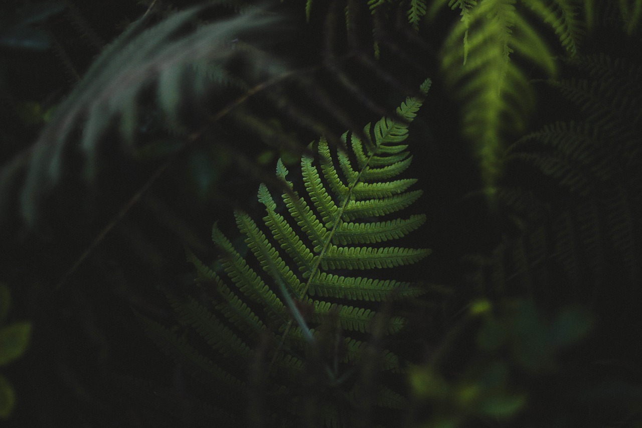 fern plant outdoor free photo