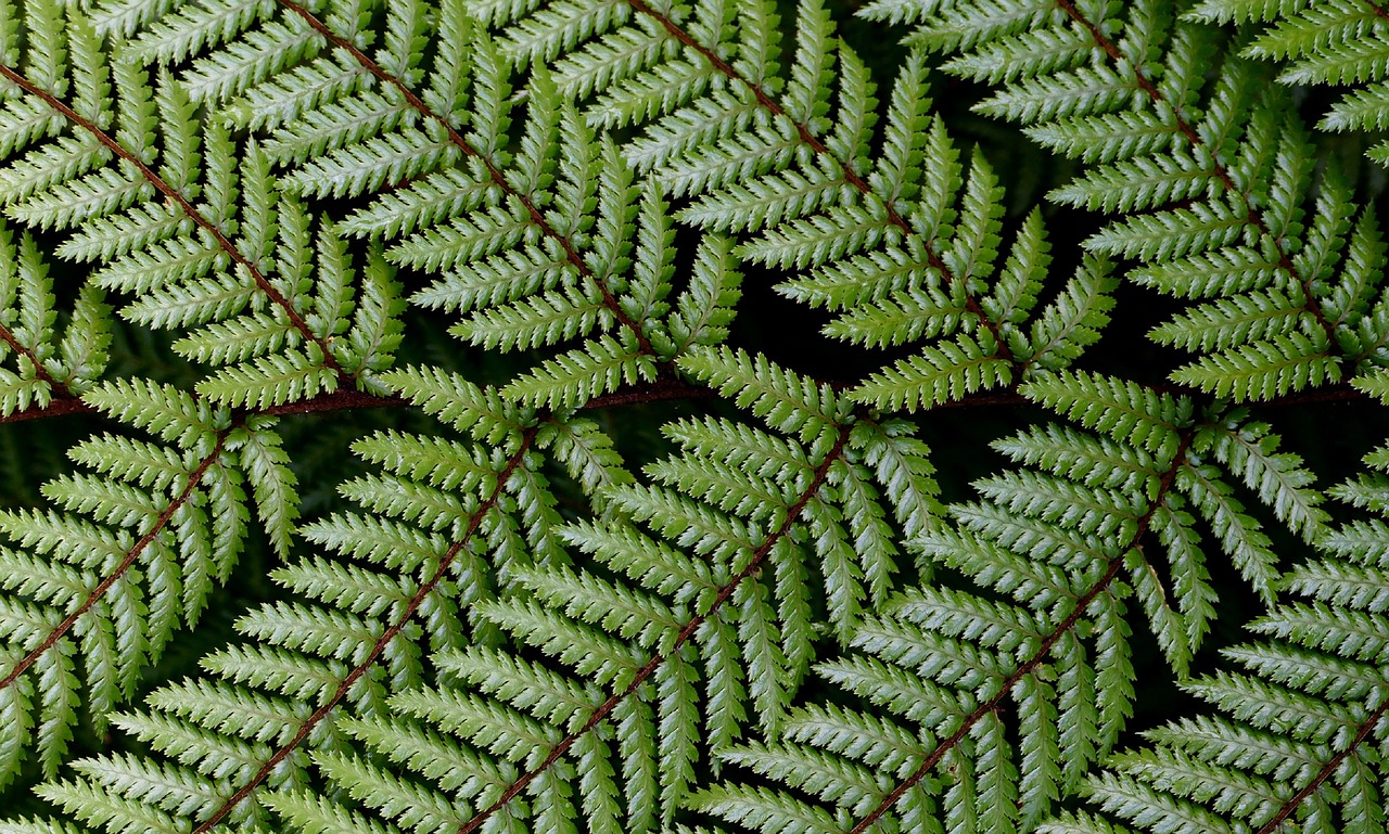 fern close up wheki free photo
