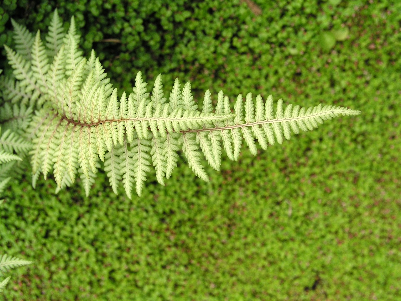 fern leaf nature free photo