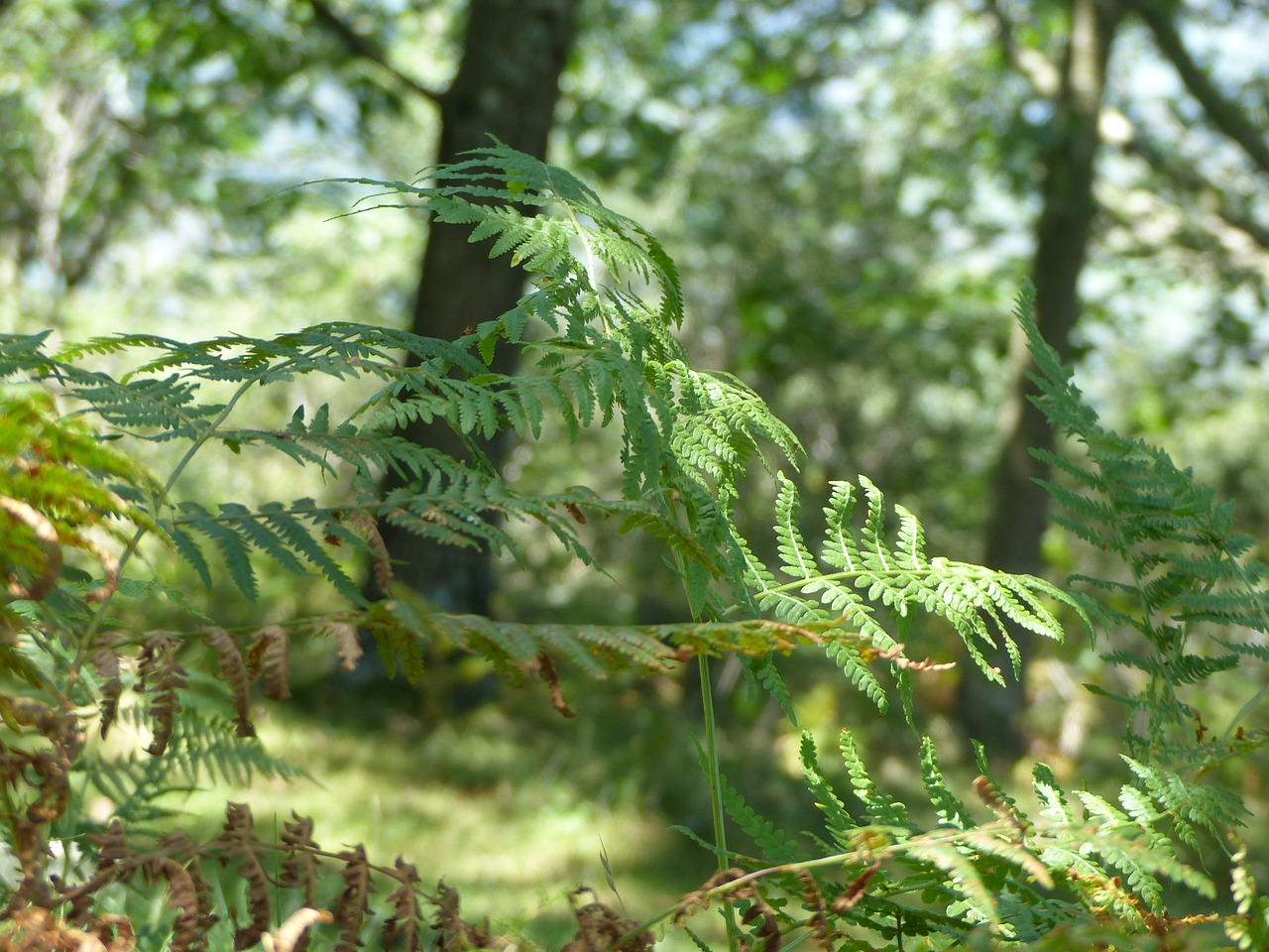 fern tree nature free photo