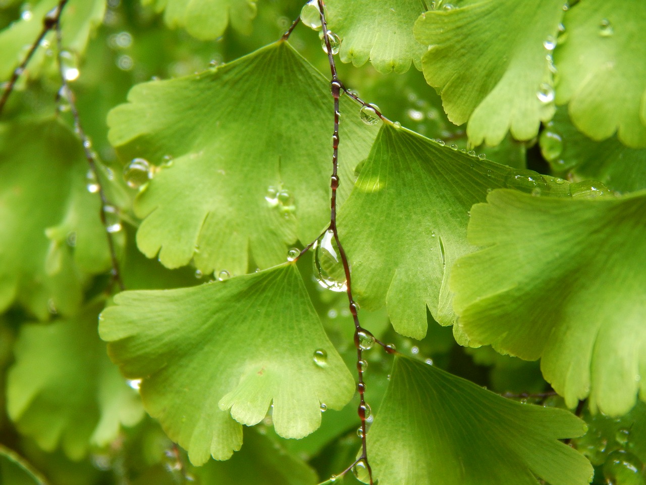 fern green wet free photo