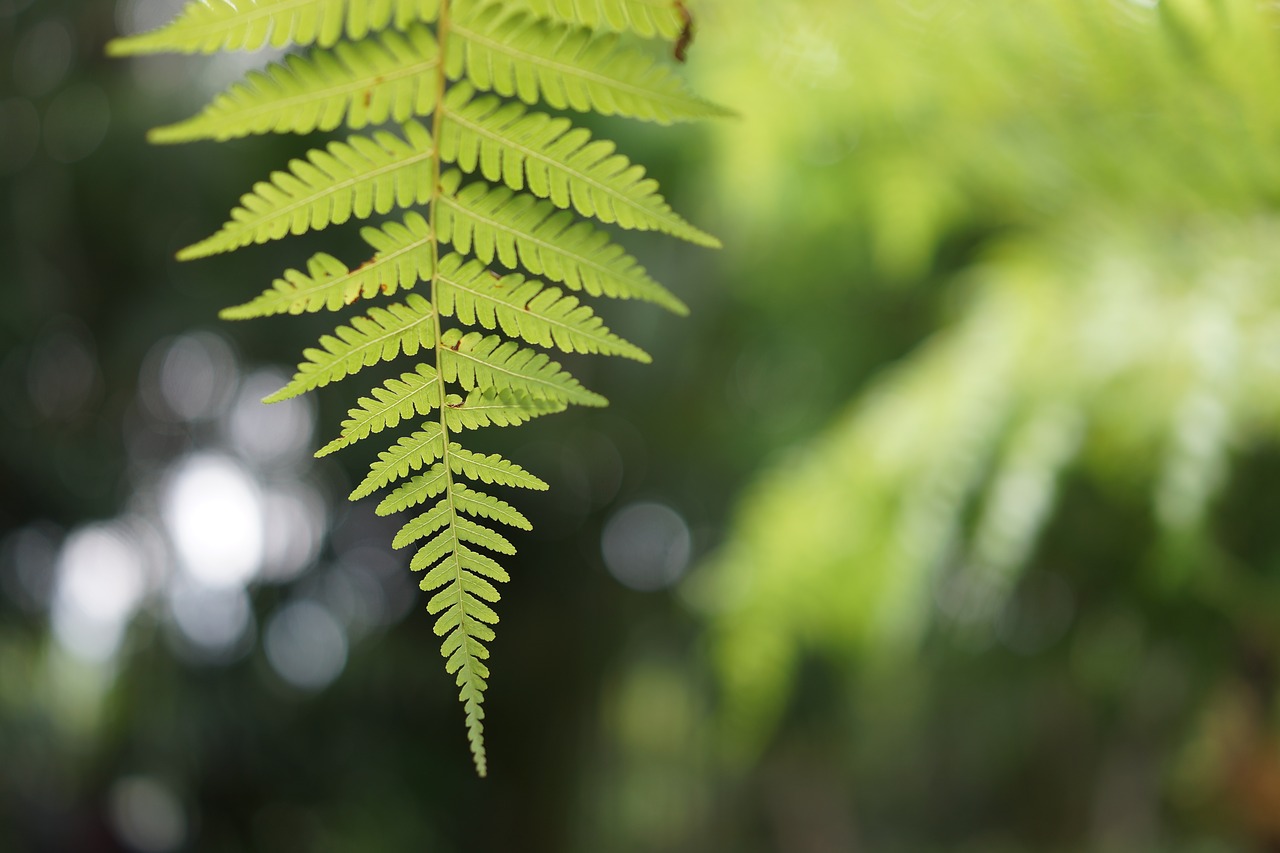 fern tender natural free photo