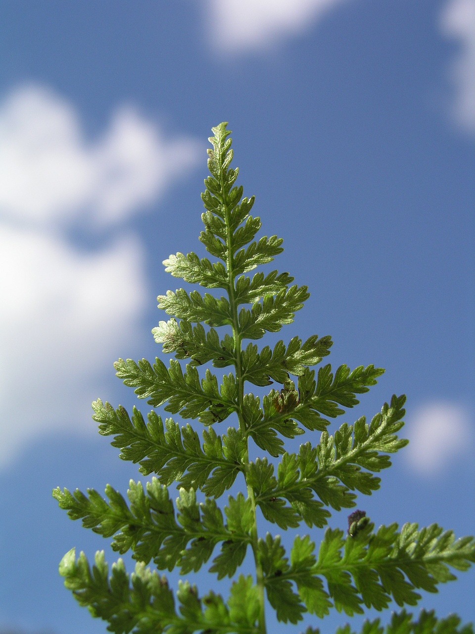 fern nature grass free photo