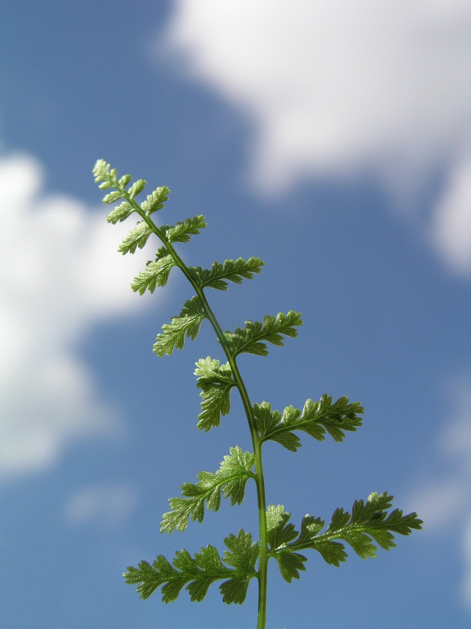 fern leaf nature free photo