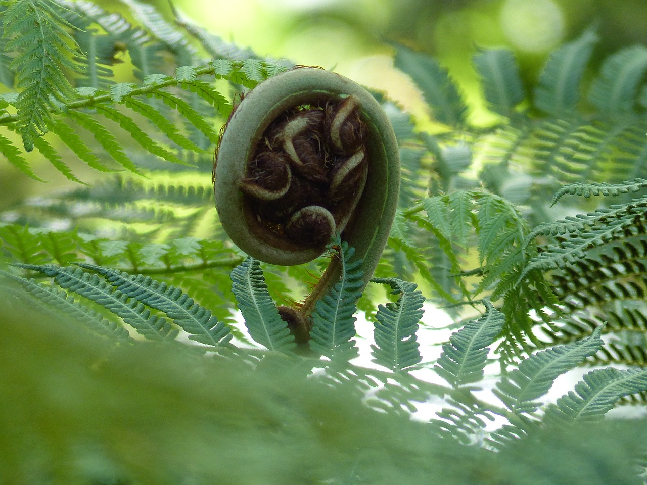 fern green foliage free photo