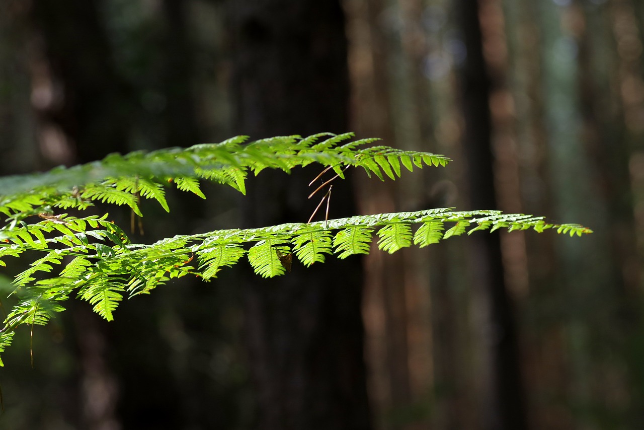 fern foliage tree free photo