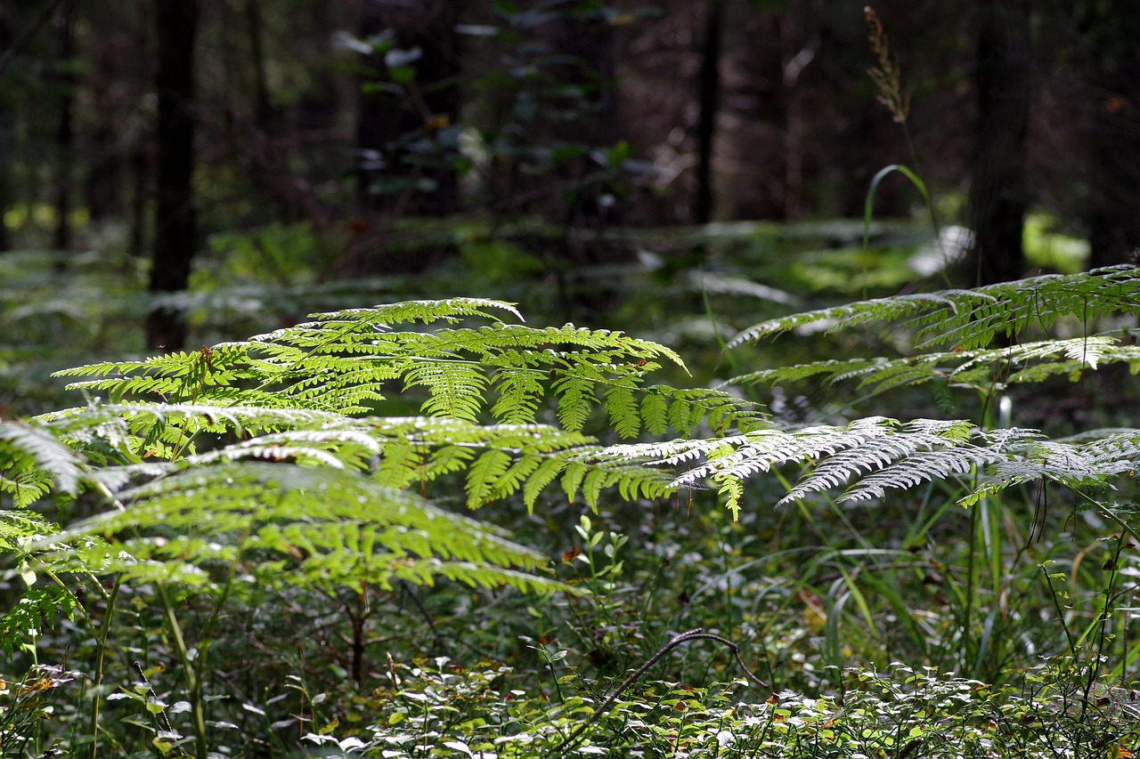 fern foliage tree free photo