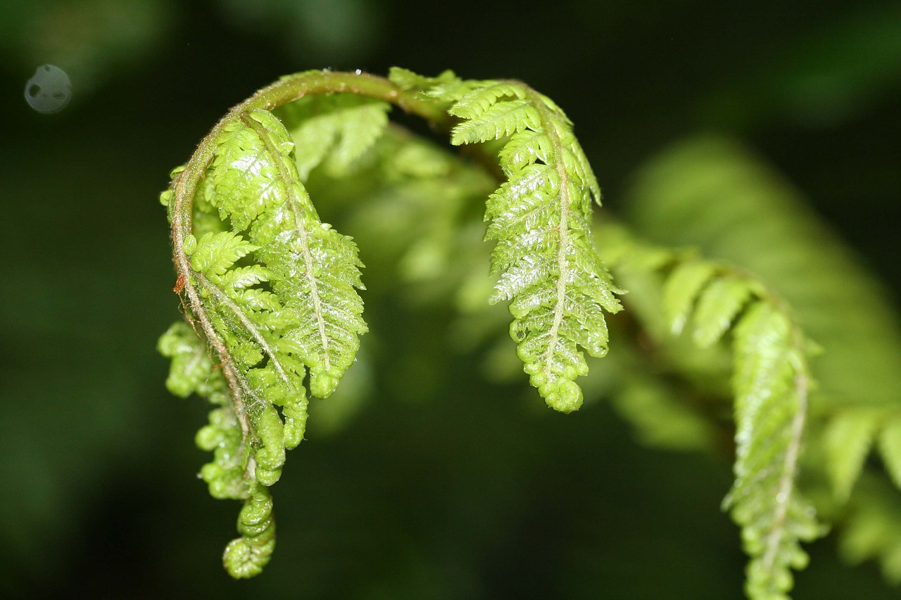 fern unfurling green free photo