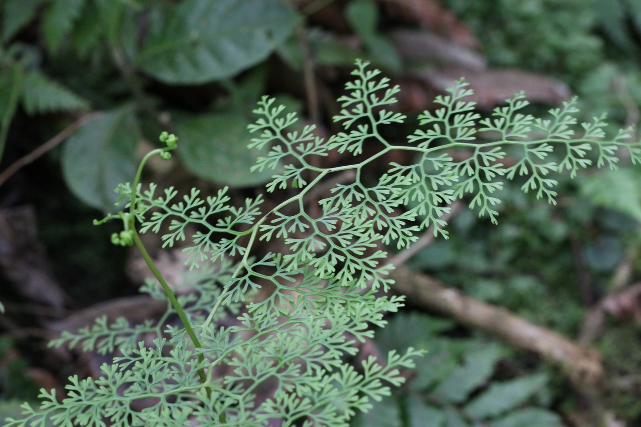 fern forest green free photo