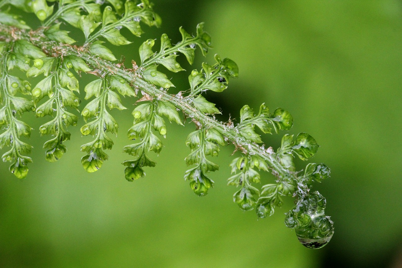 fern raindrop green free photo