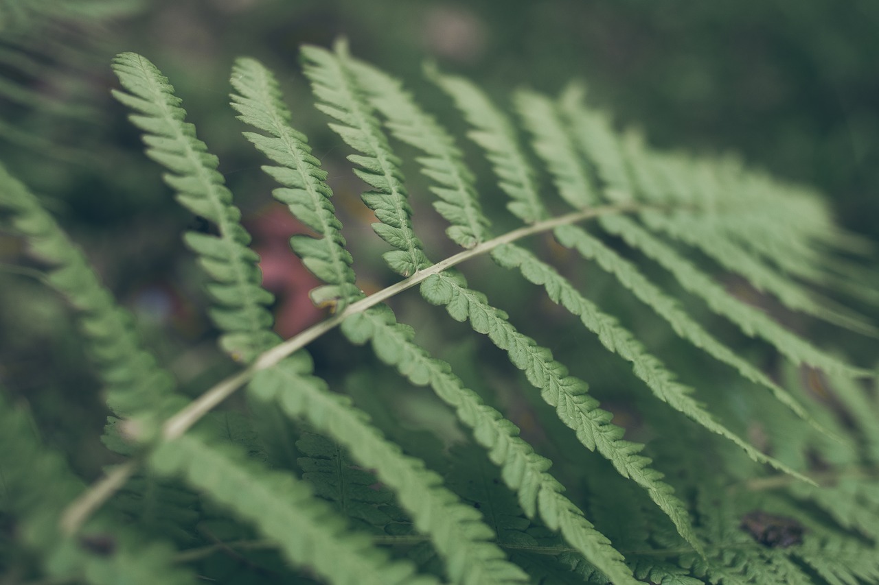 fern ferns plant free photo