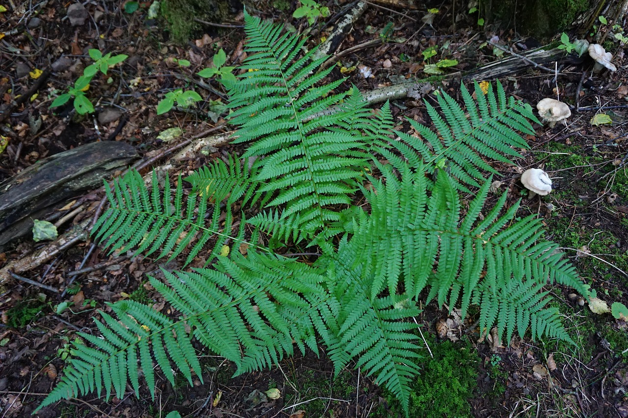 fern forest plant free photo