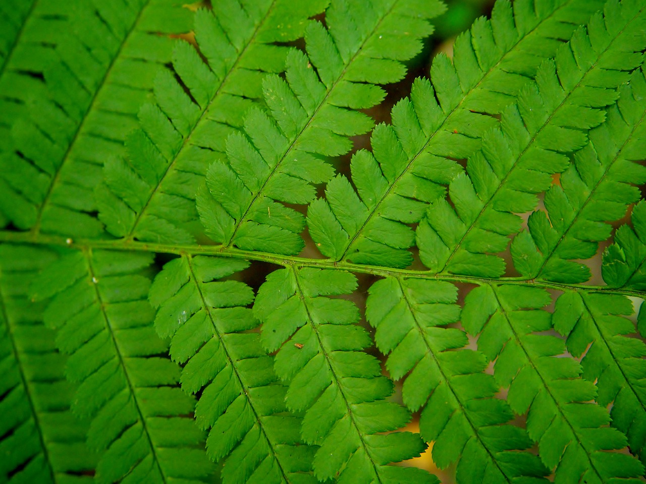 fern green forest free photo