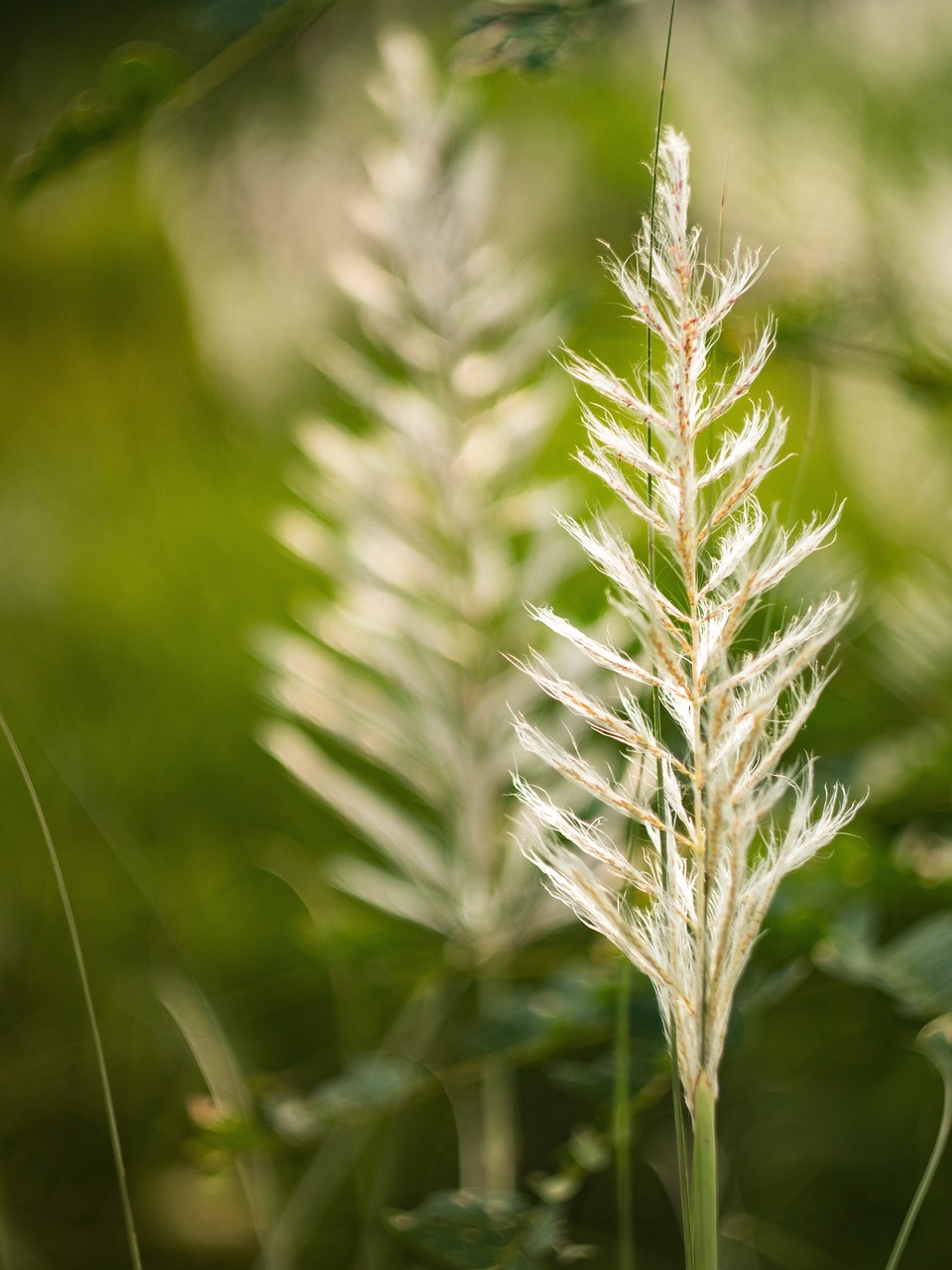 fern grass green free photo