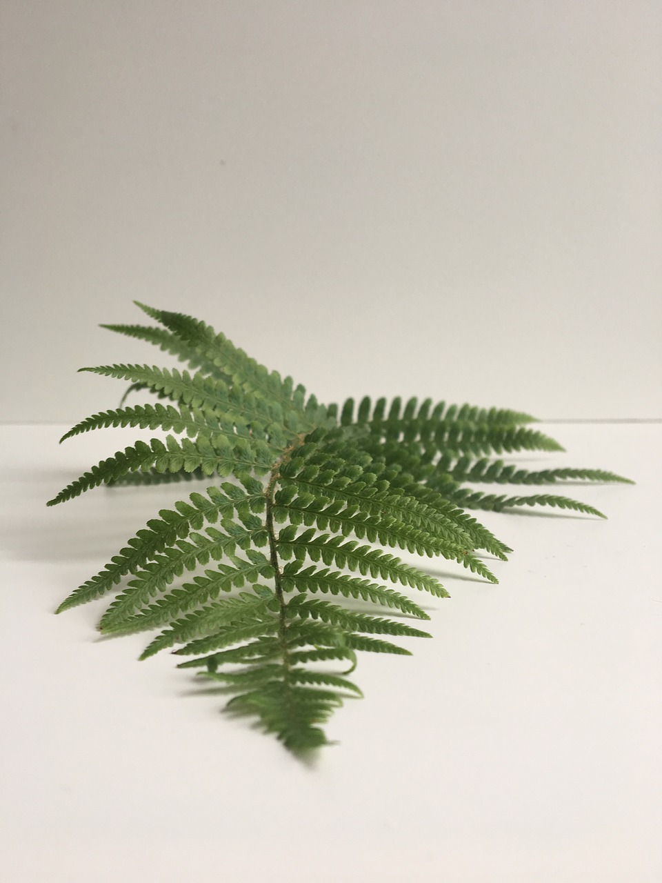 fern green leaf free photo