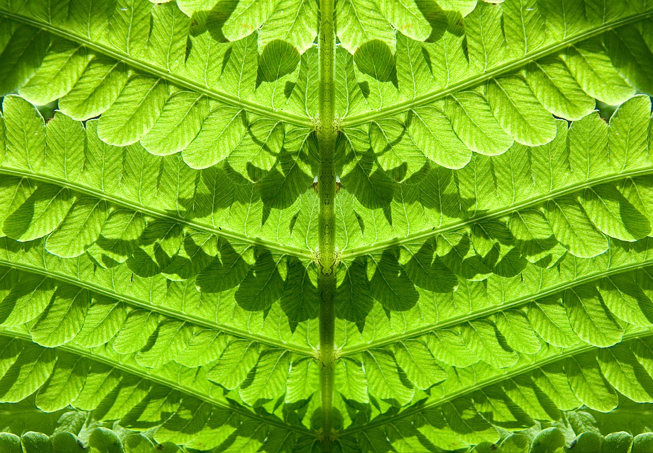fern forest plant free photo