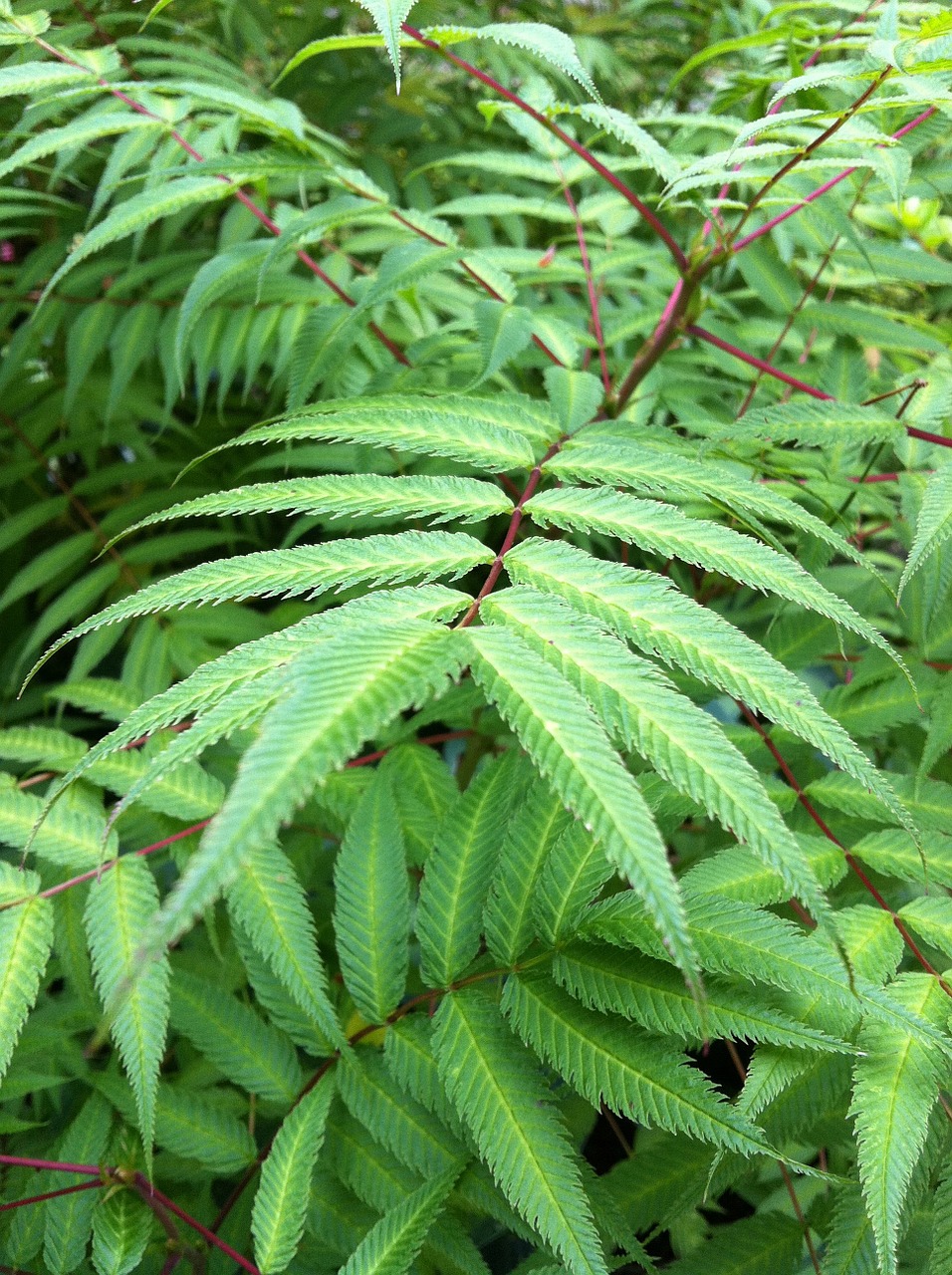 fern leaves twigs free photo