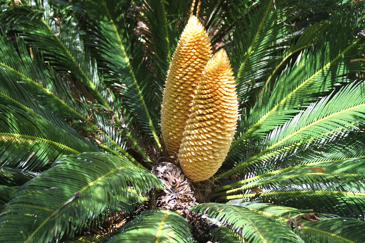 fern plant seeds free photo