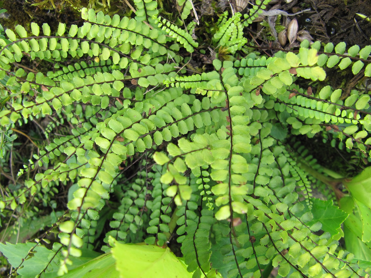 fern green nature free photo