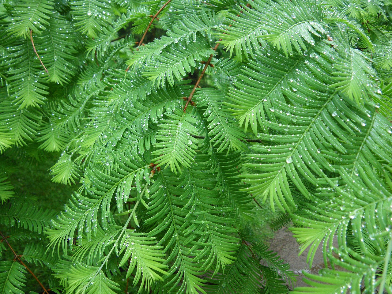 fern green nature free photo