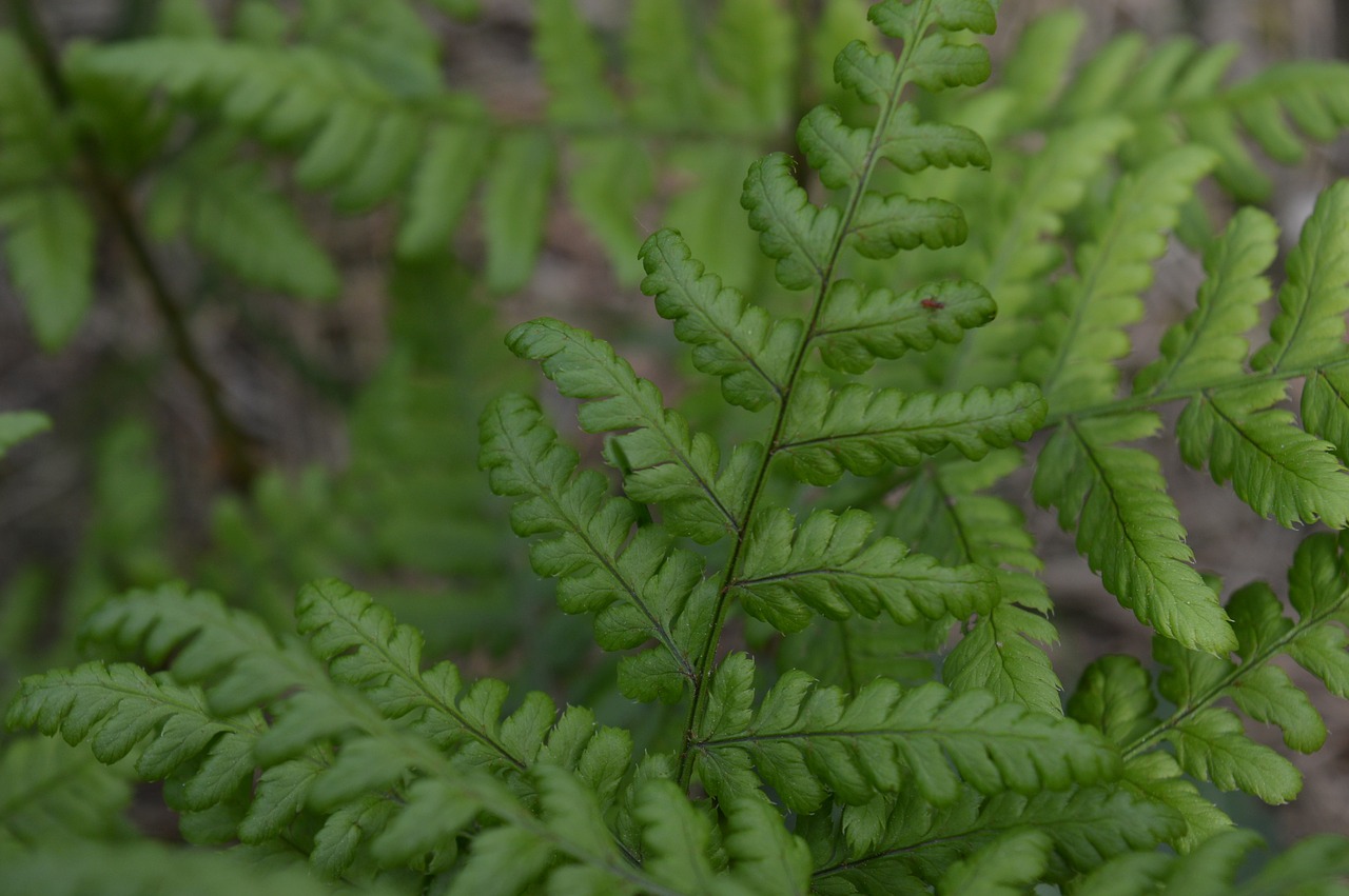 fern zieloń forest free photo