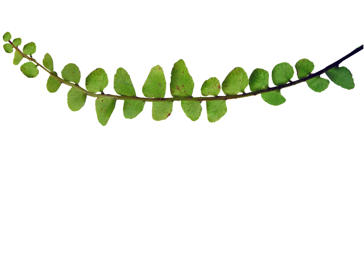 fern small leaf plant free photo