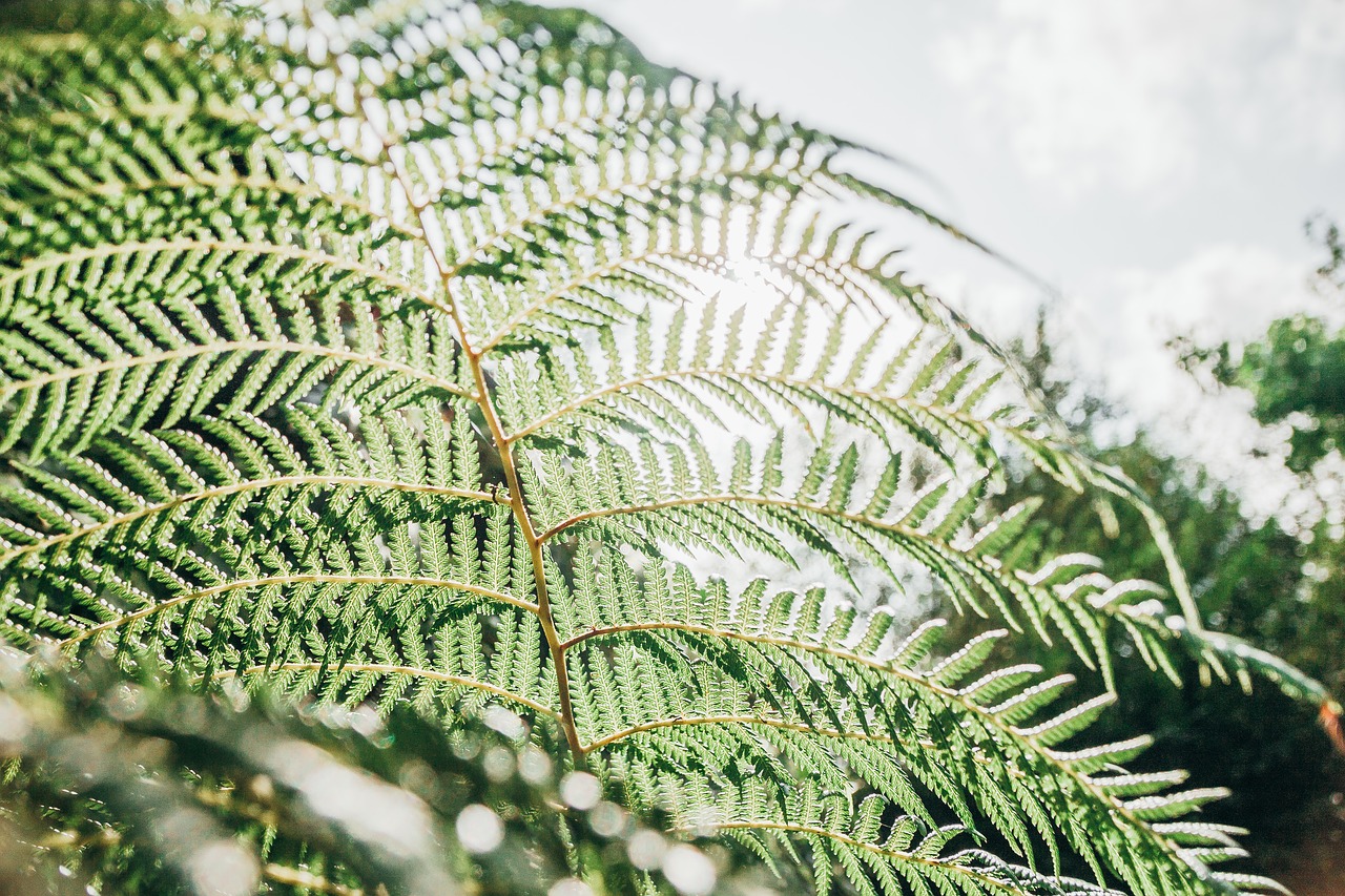 fern plant green free photo