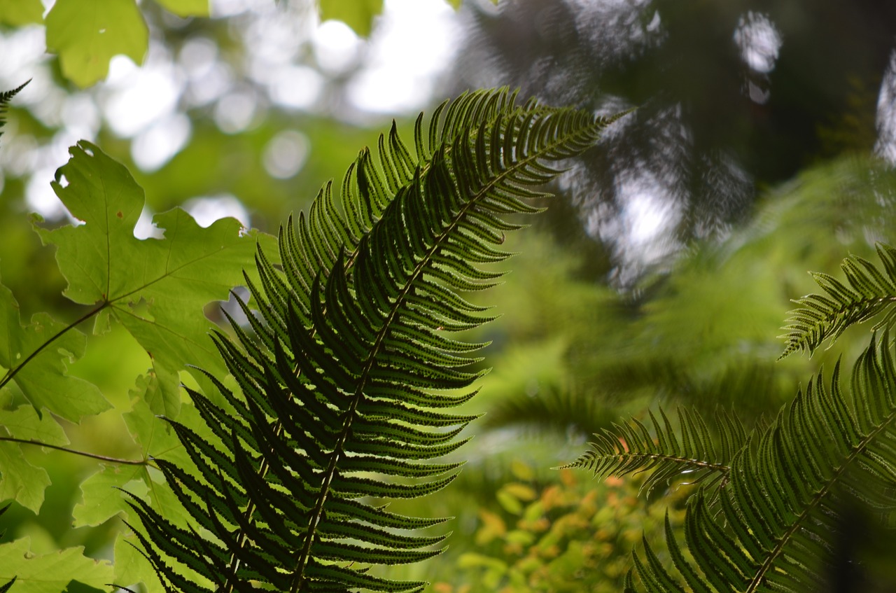 fern forest nature free photo