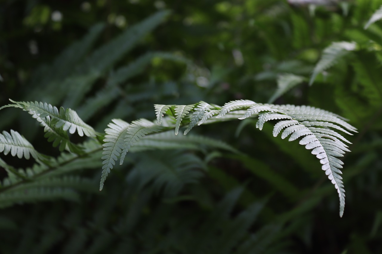 fern fern leaf green free photo