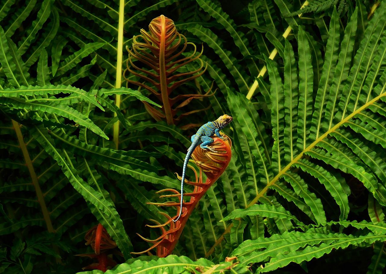 fern green lizard free photo