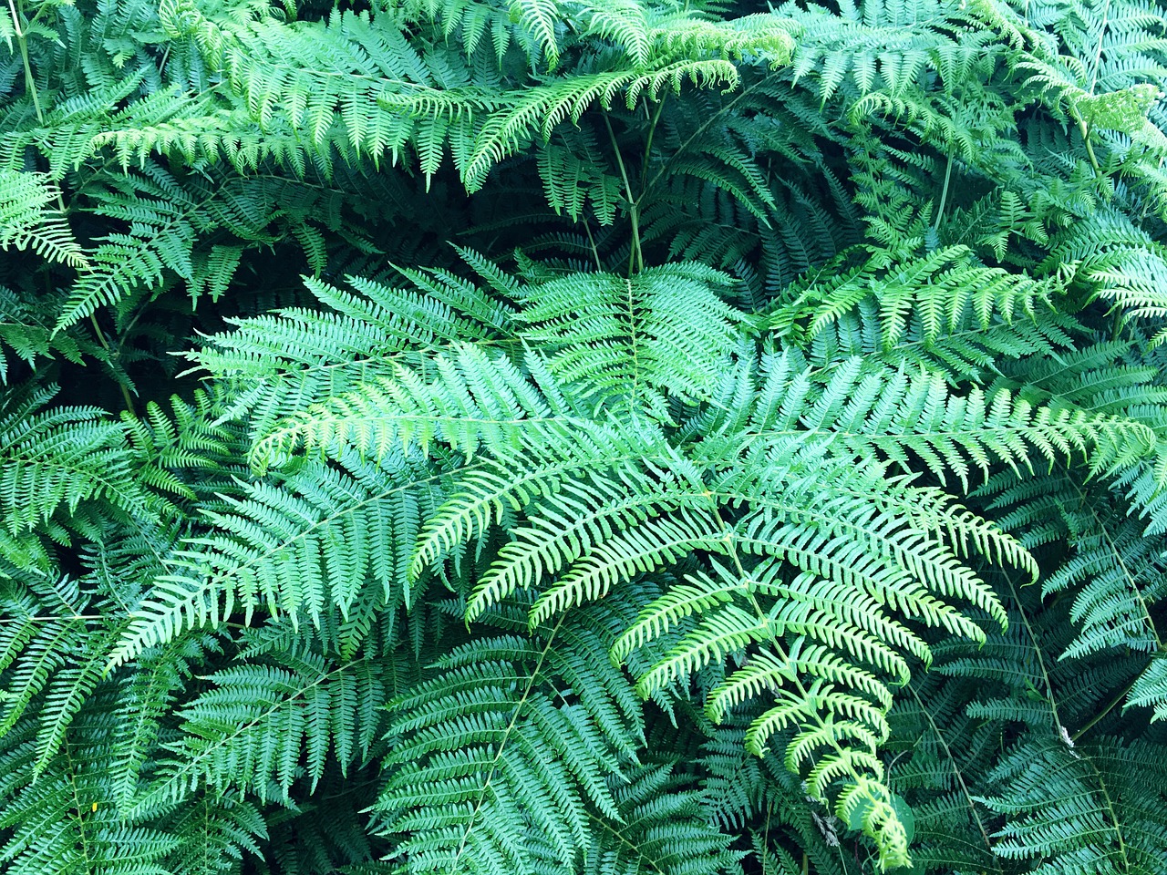 fern forest plant free photo