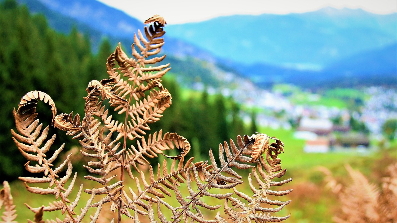 fern macro dry leaves free photo