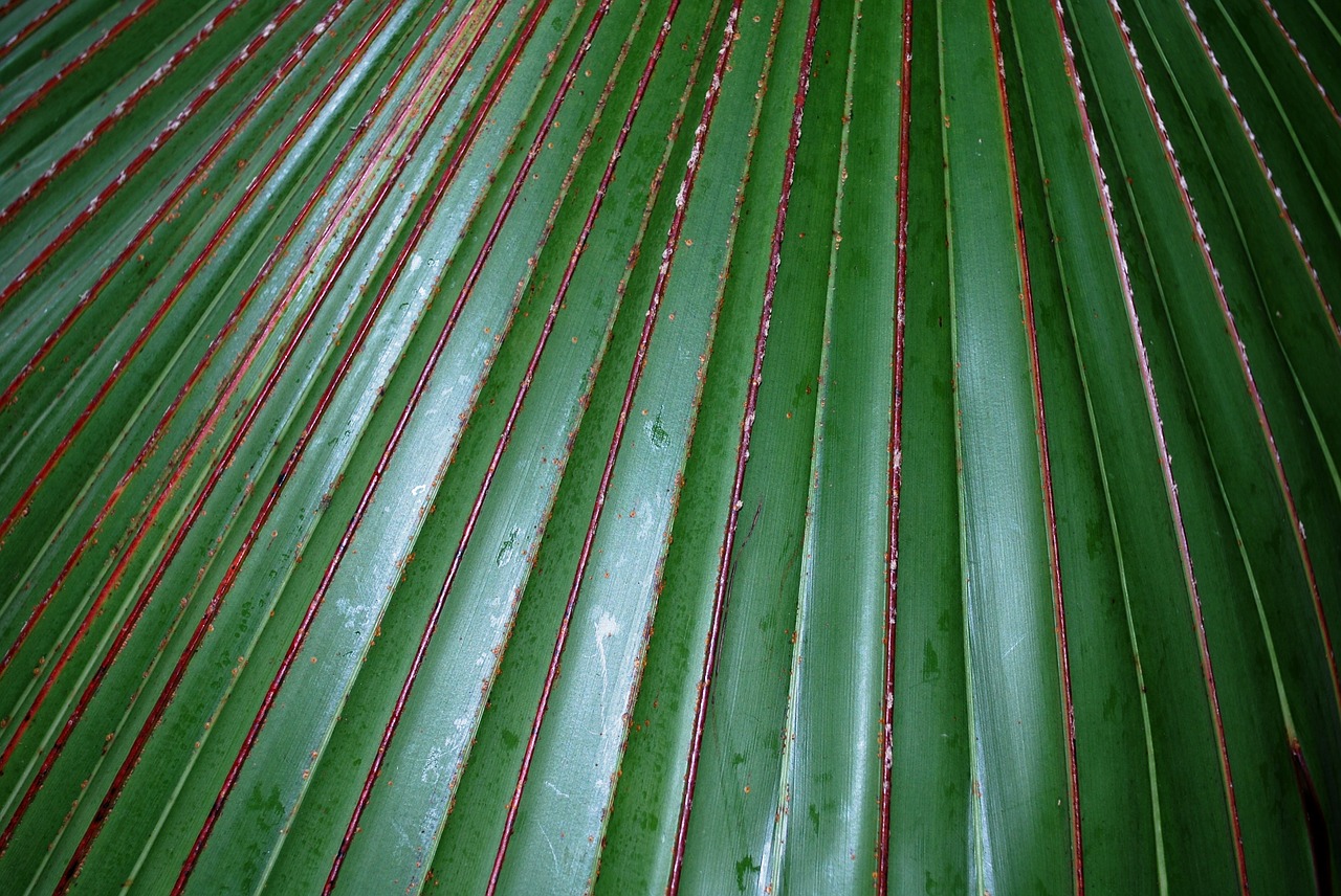 fern nature leaf plant free photo